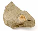 Photo of Promicroceras fossil